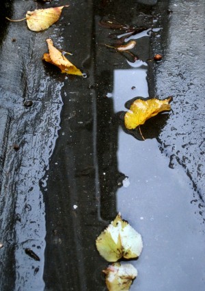 Floating Autumn Leaves